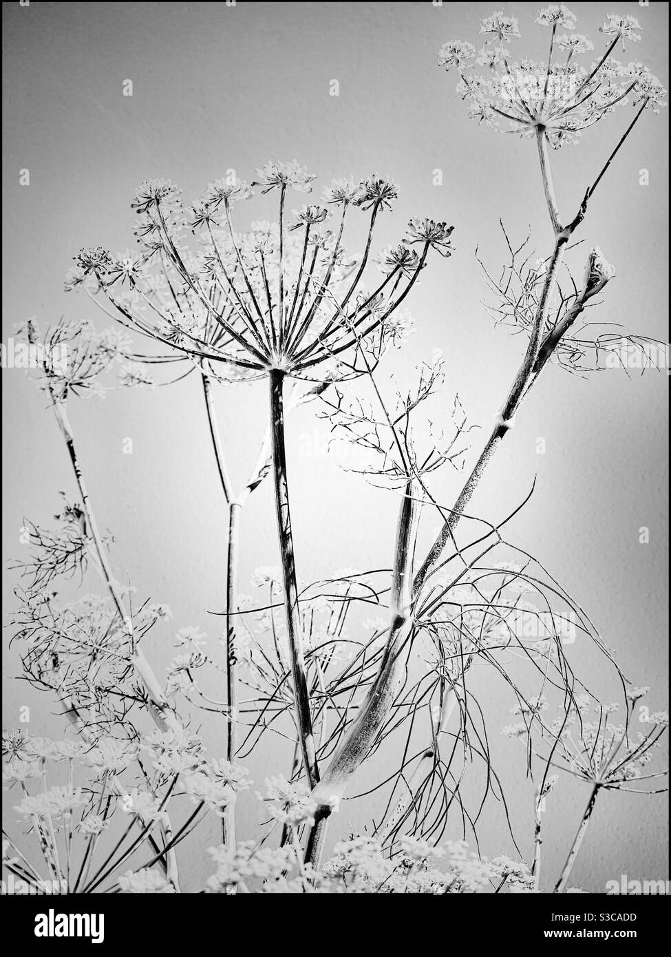 Black and white photo of flowering fennel plant (Foeniculum vulgare),heavy use of filters. - Smartphone Captured Stock Image