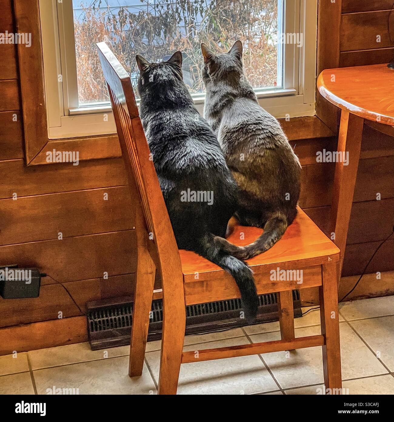 Buddies. Dark gray and light gray tabby cats looking out window. Stock Photo