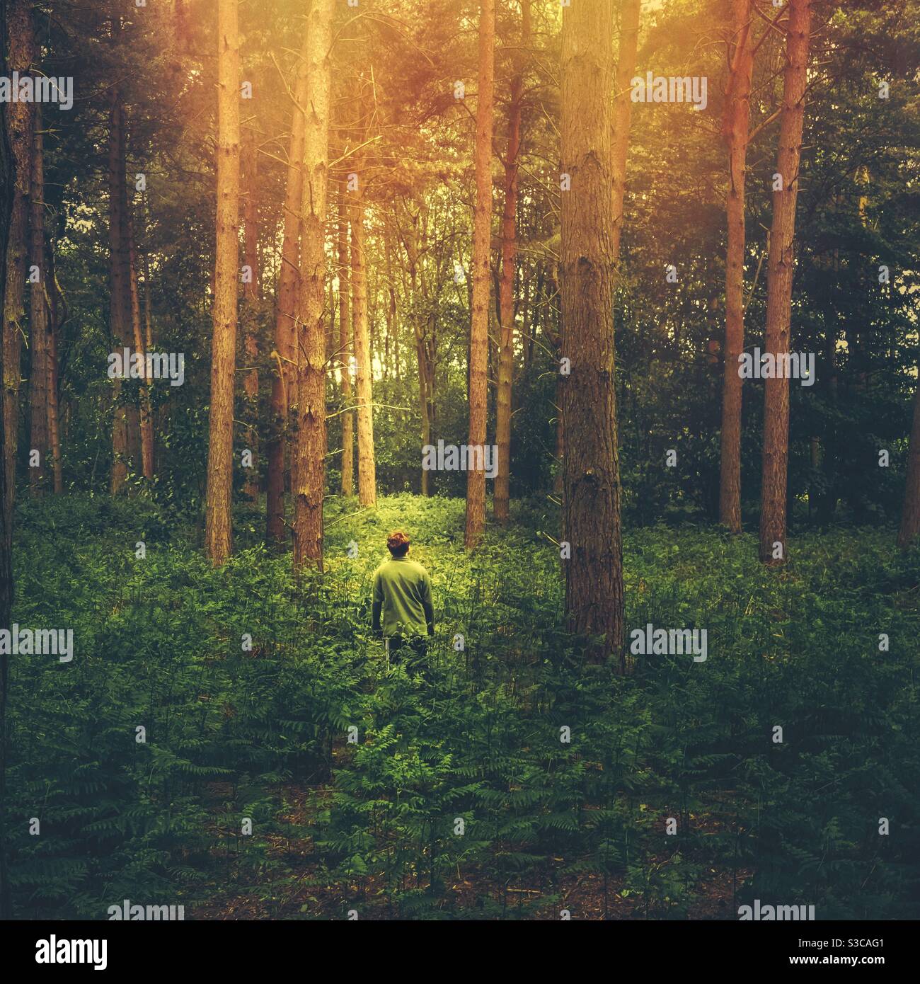 A lost boy in an enchanted forest with golden sunlight leaking through the lush green tree canopy - Smartphone Captured Stock Image