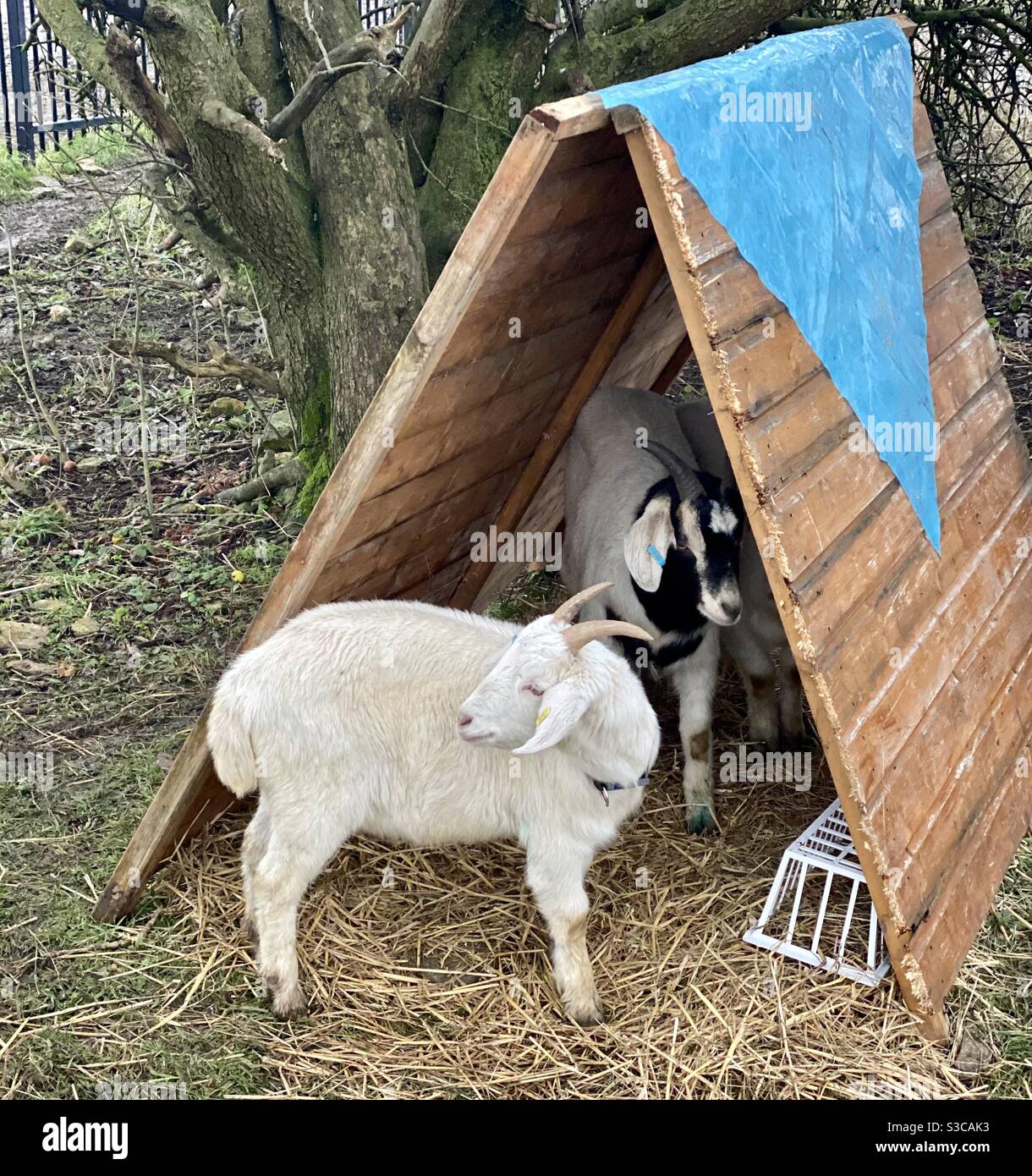 Streetgoat bristol - Smartphone Captured Stock Image