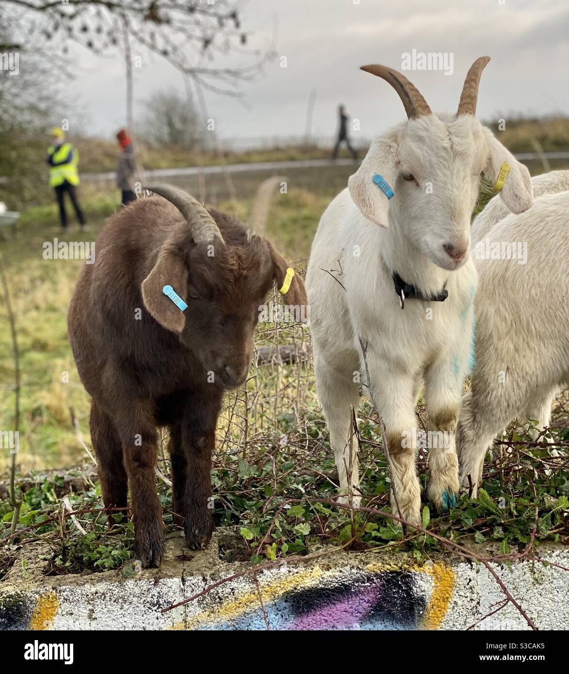 Streetgoat bristol - Smartphone Captured Stock Image