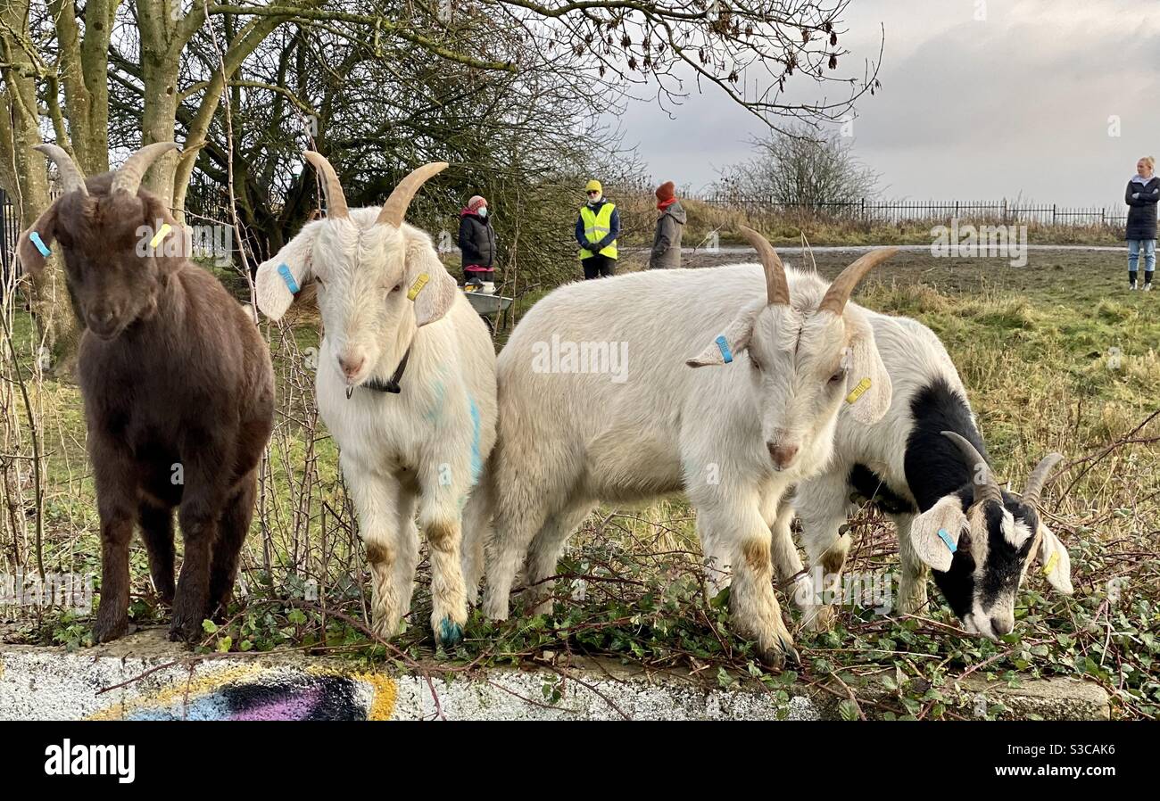 Street goat bristol - Smartphone Captured Stock Image