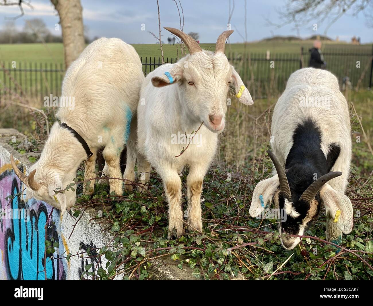 Streetgoat bristol - Smartphone Captured Stock Image