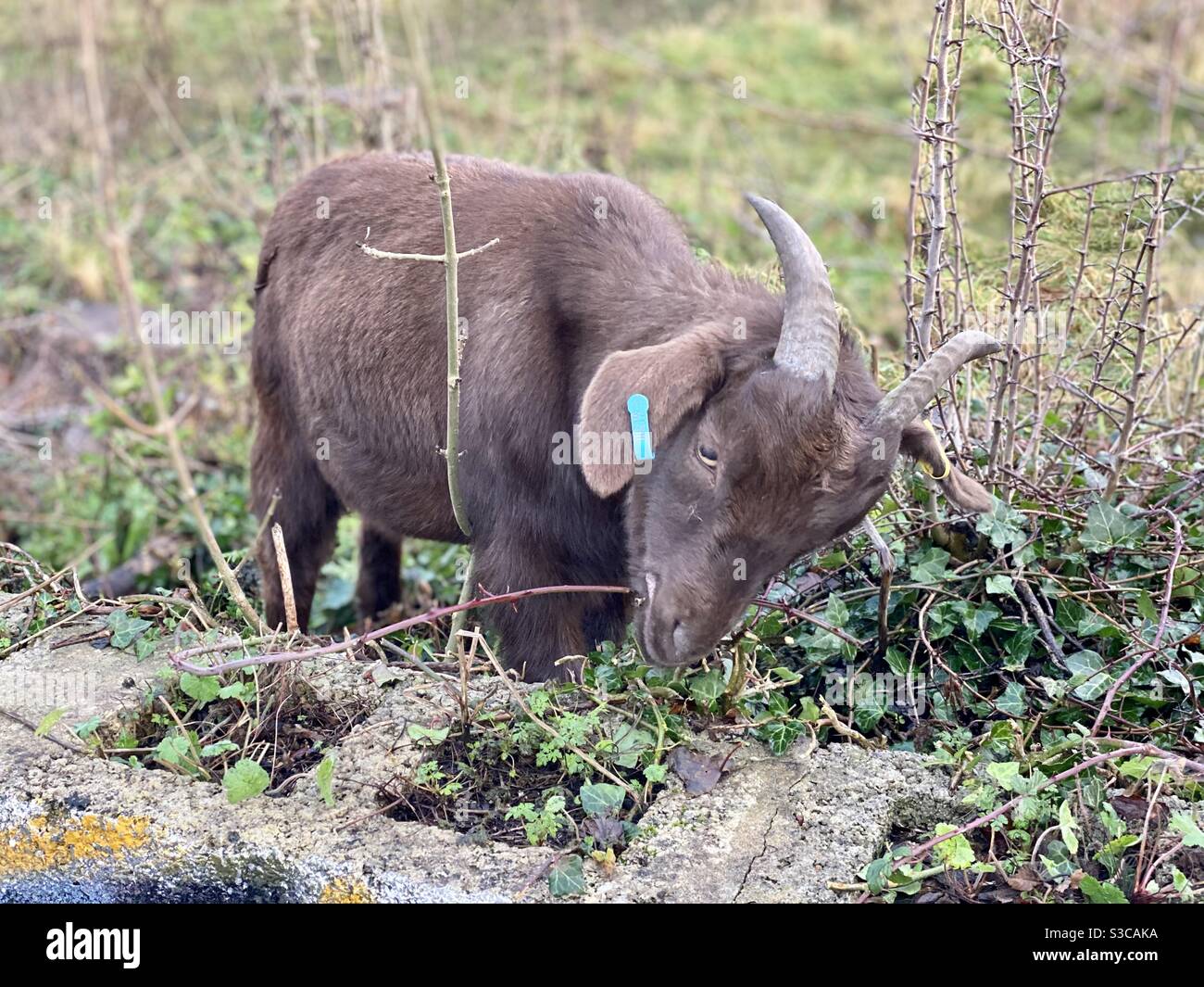 Streetgoat bristol - Smartphone Captured Stock Image