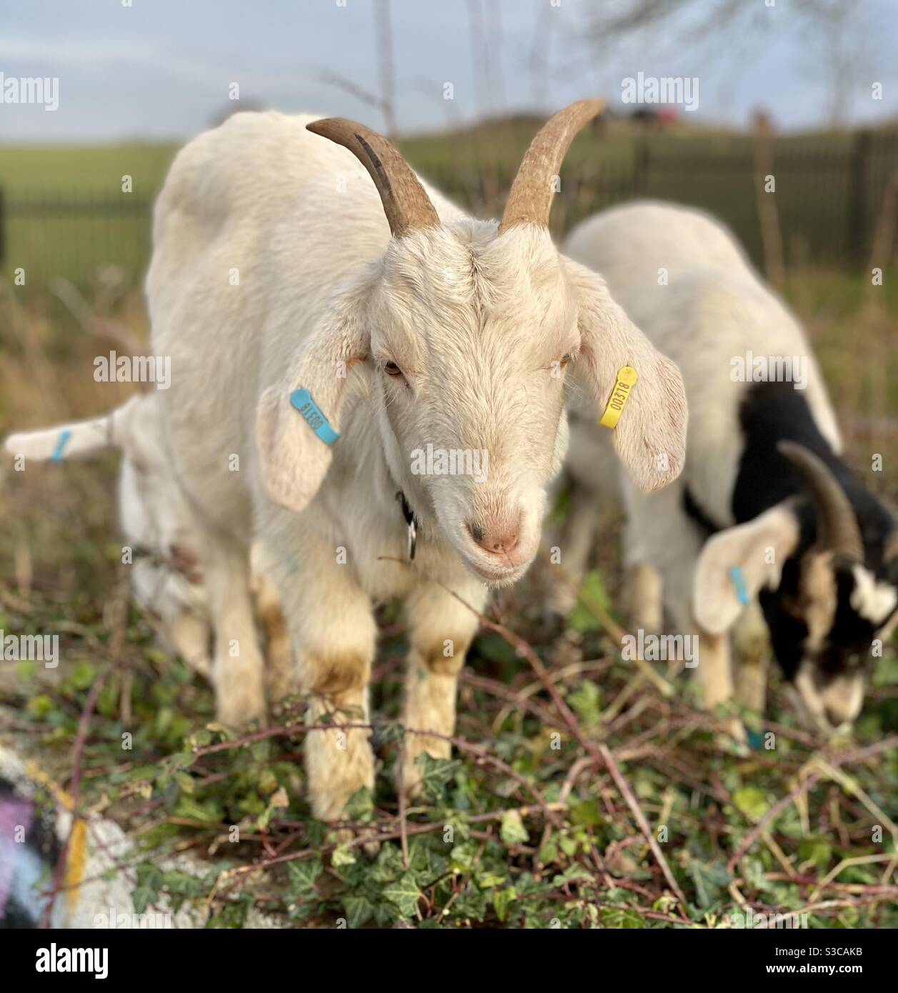Streetgoat bristol - Smartphone Captured Stock Image