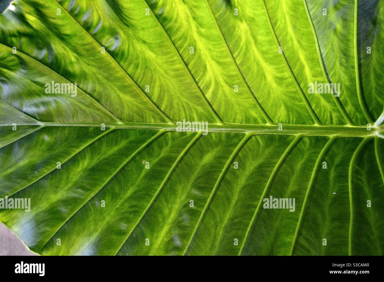 Close up structure of veins and structure of large wild rainforest leaf in the Seychelles Stock Photo