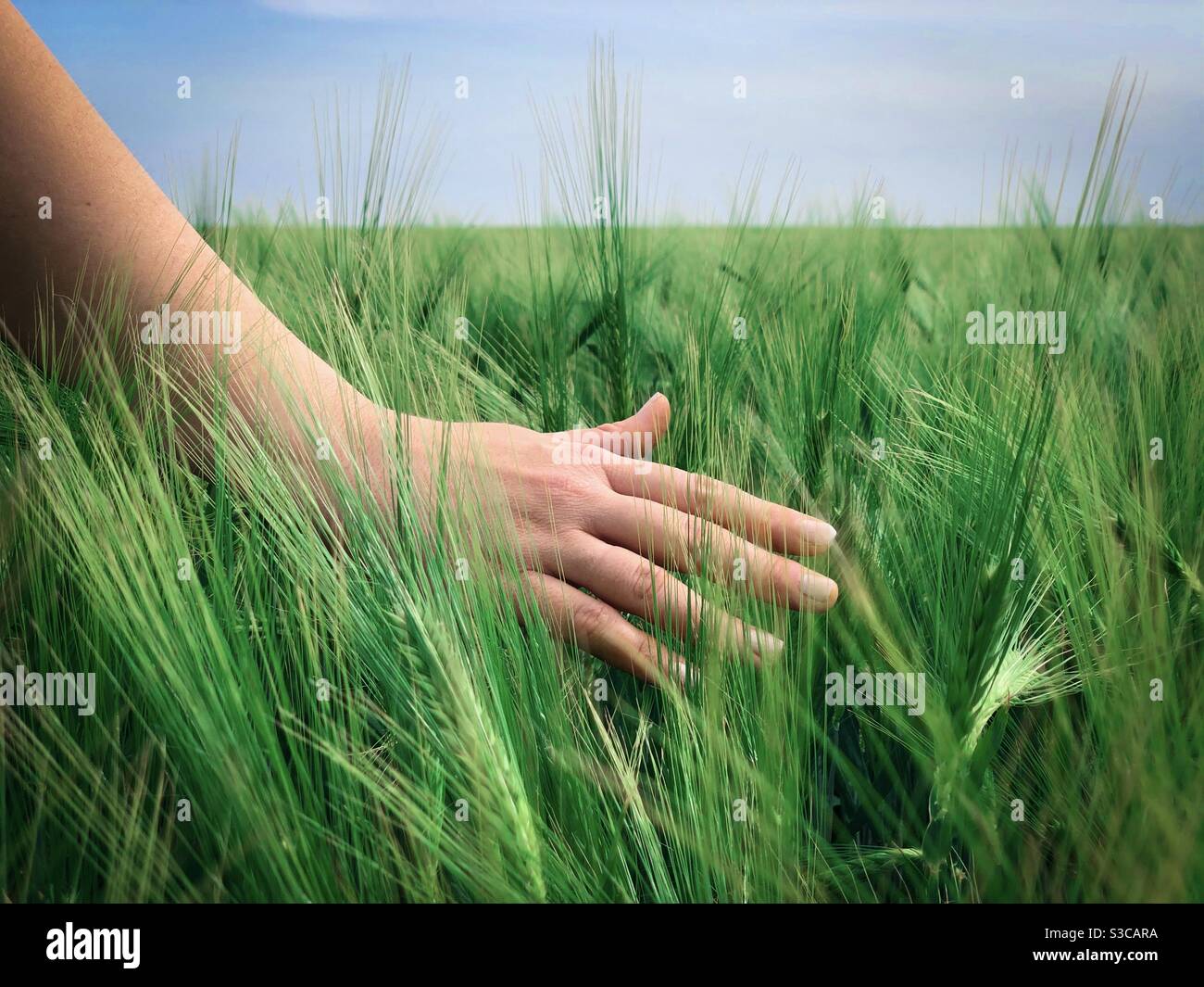 Woman’s hand touching green wheat in a field - Smartphone Captured Stock Image