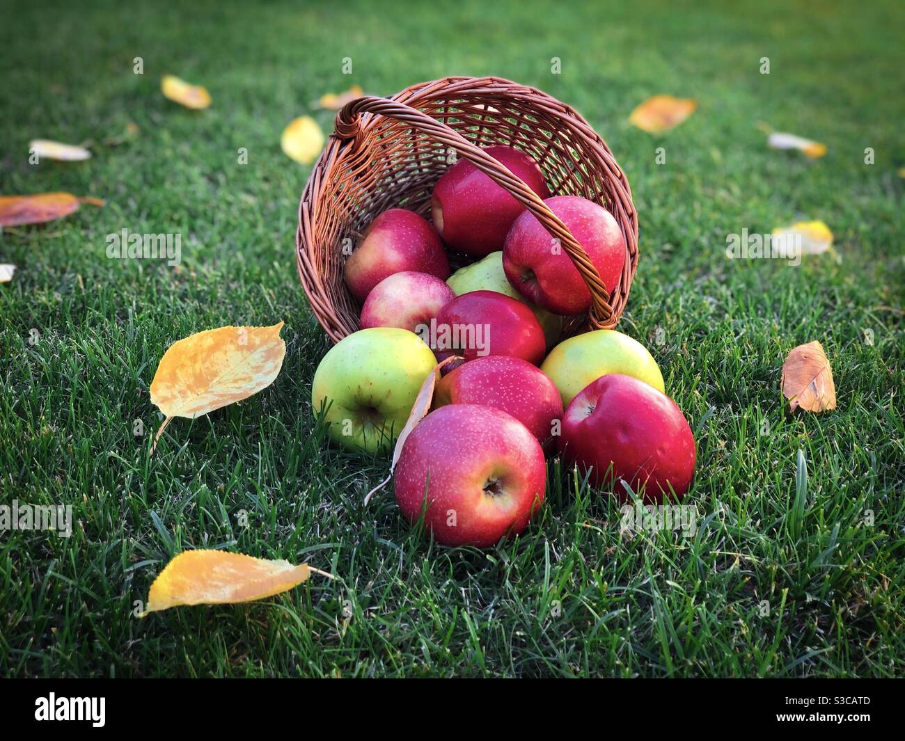 Red and yellow apples in a spilled wooden basket - Smartphone Captured Stock Image
