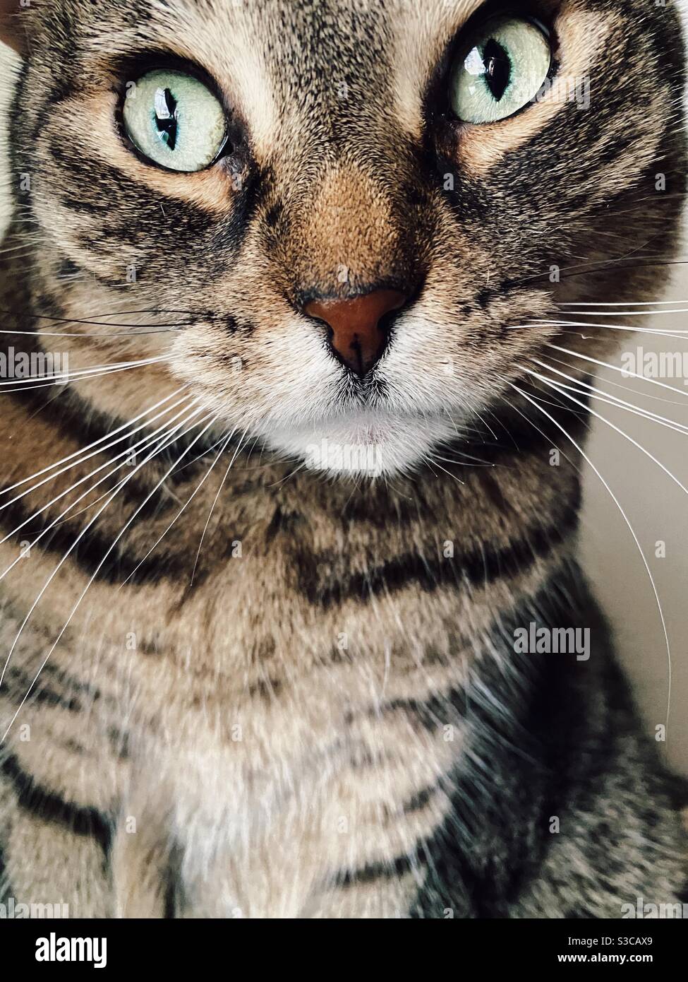 Up close and annoyed - Smartphone Captured Stock Image