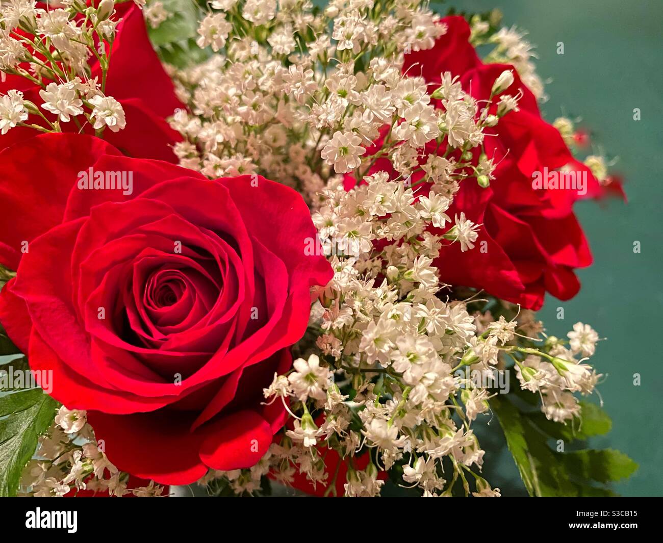 Red rose with babys breath hi-res stock photography and images - Alamy