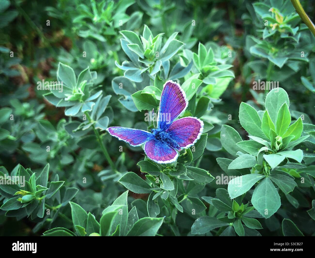 Purple butterfly resting on green plants - Smartphone Captured Stock Image
