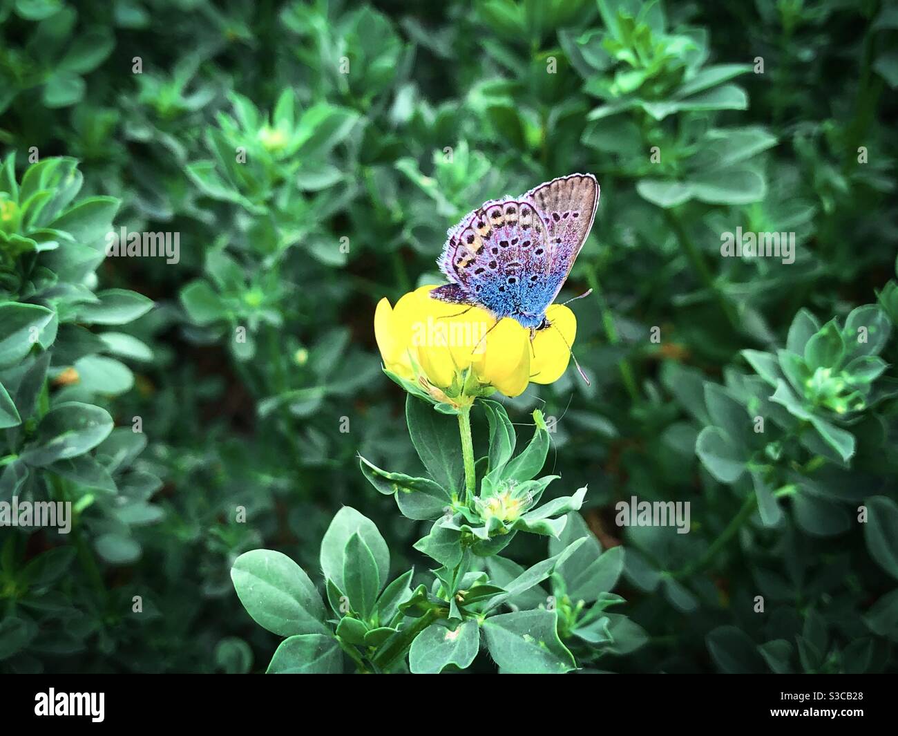 Colorful butterfly resting on a yellow  flower - Smartphone Captured Stock Image