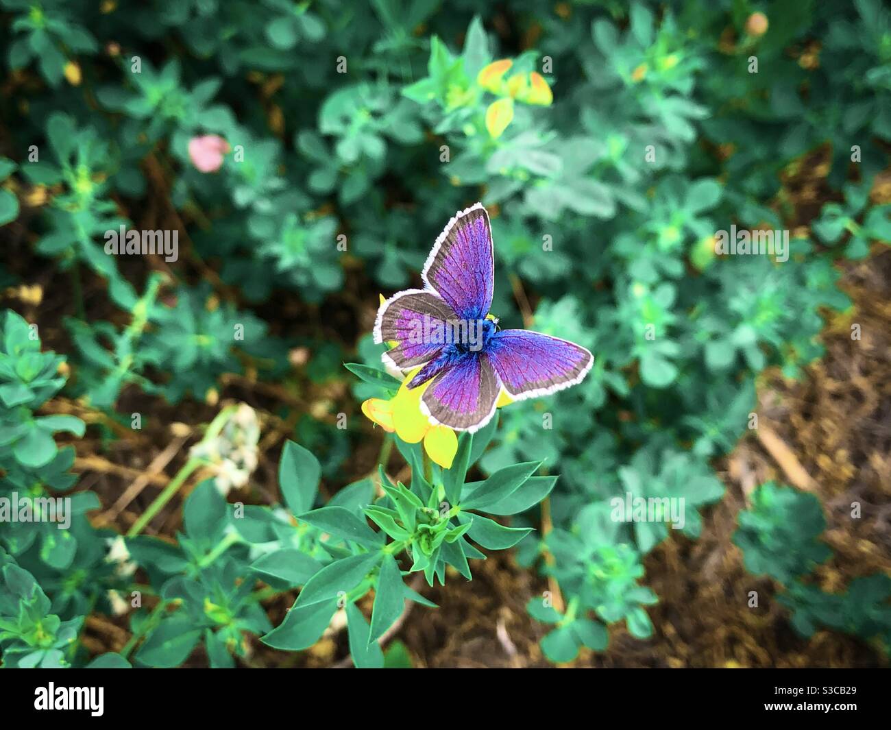 Purple butterfly resting on a yellow flower - Smartphone Captured Stock Image