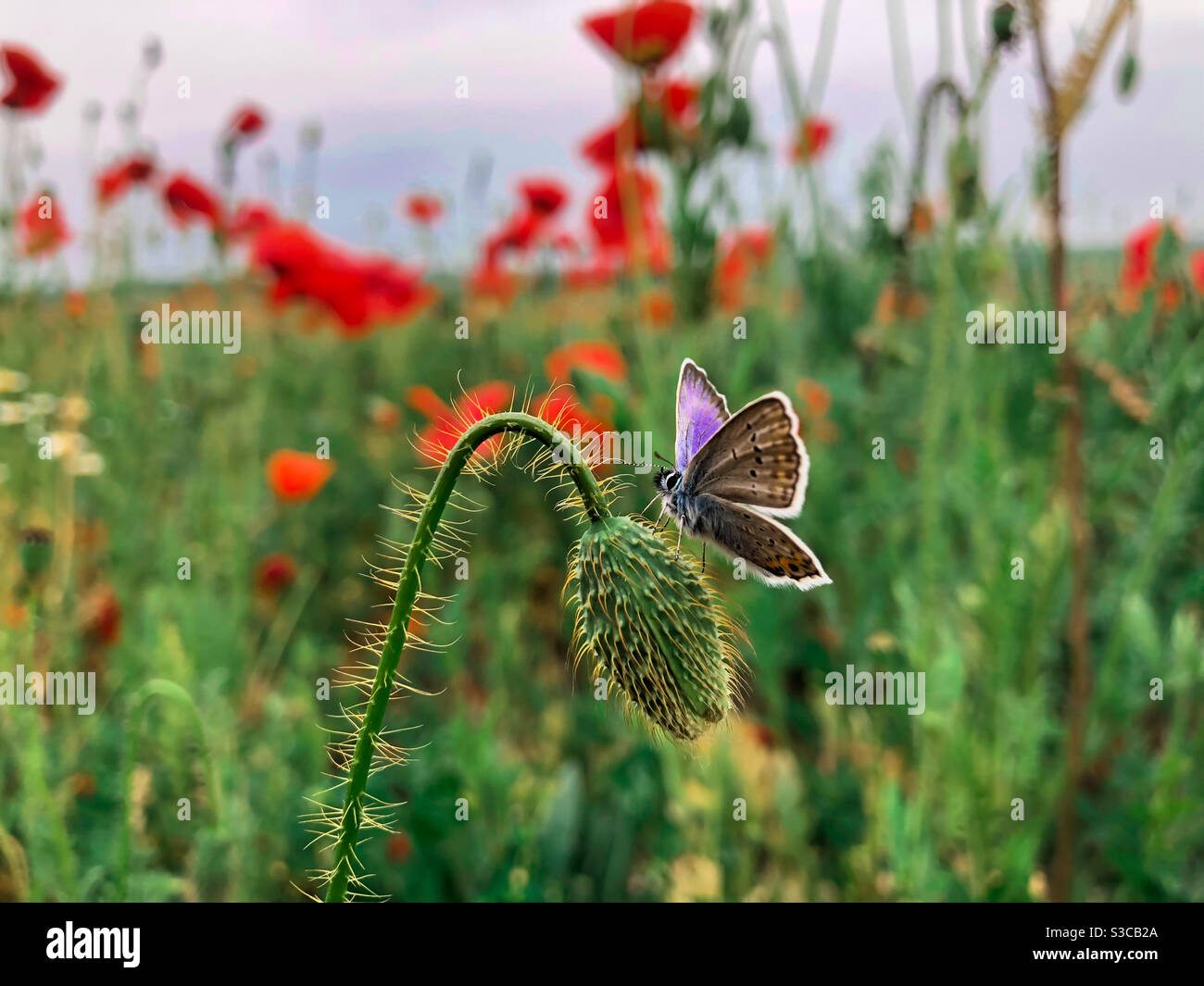 Colorful butterfly resting on a poppy bud - Smartphone Captured Stock Image
