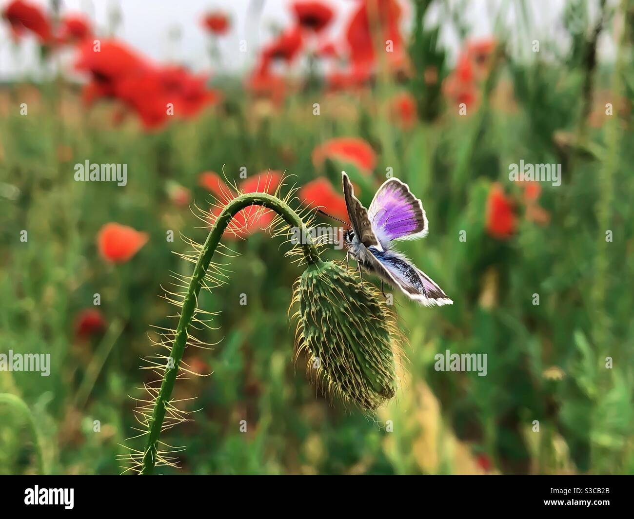 Purple butterfly resting on a poppy bud - Smartphone Captured Stock Image
