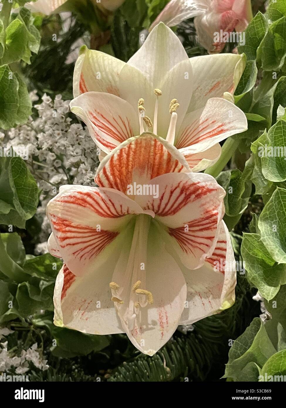 Red and white amaryllis flowers Stock Photo