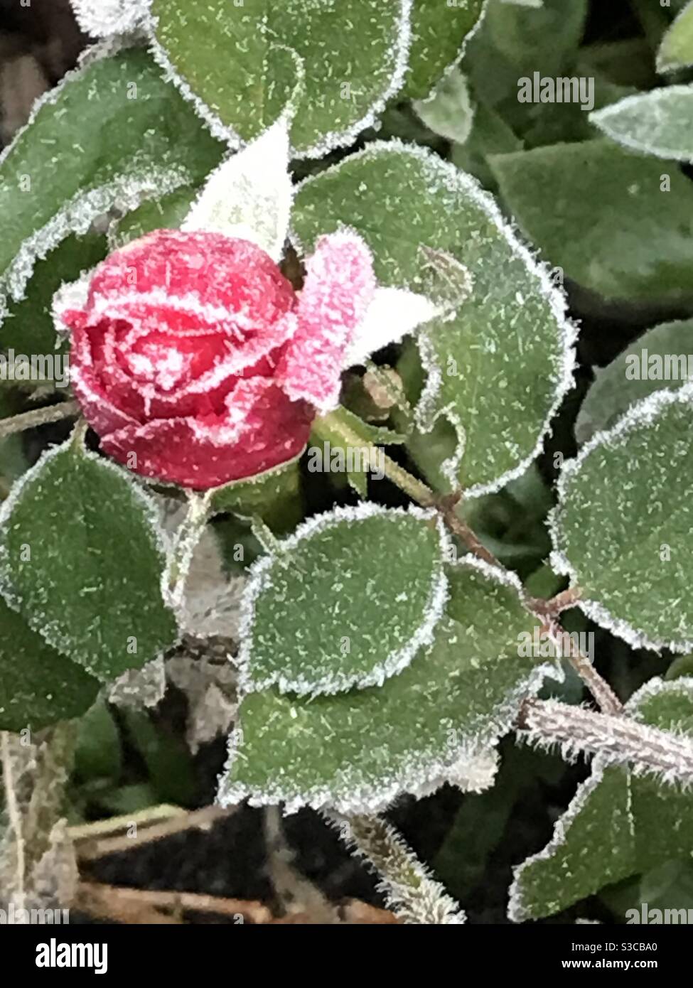 Rosebud and leaves hires stock photography and images Alamy