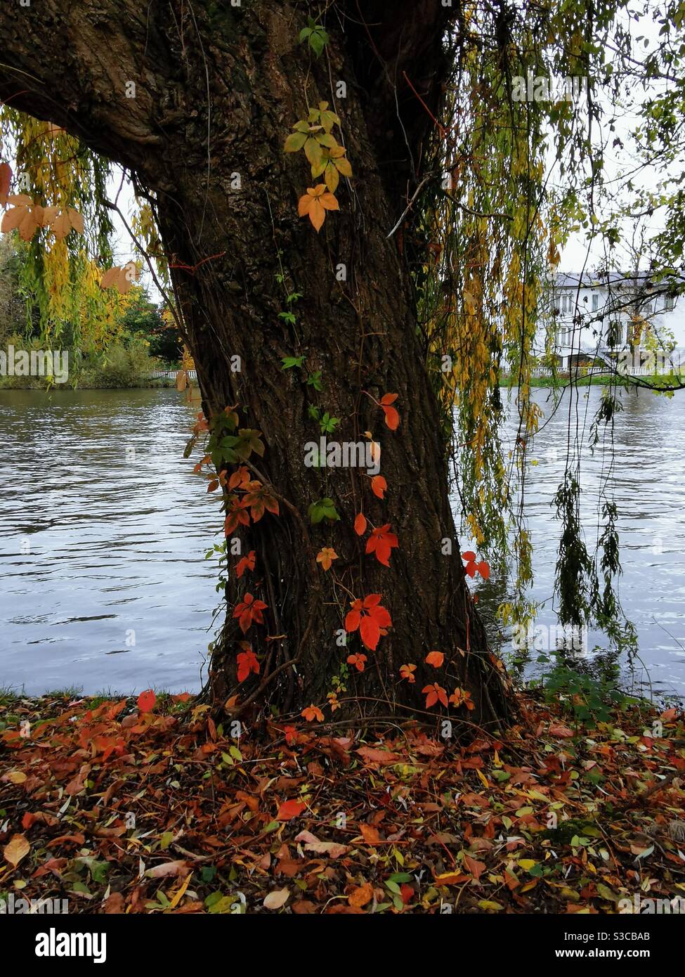 Autumnal colours of ivy leaves climbing on tree trunk by a river Stock Photo