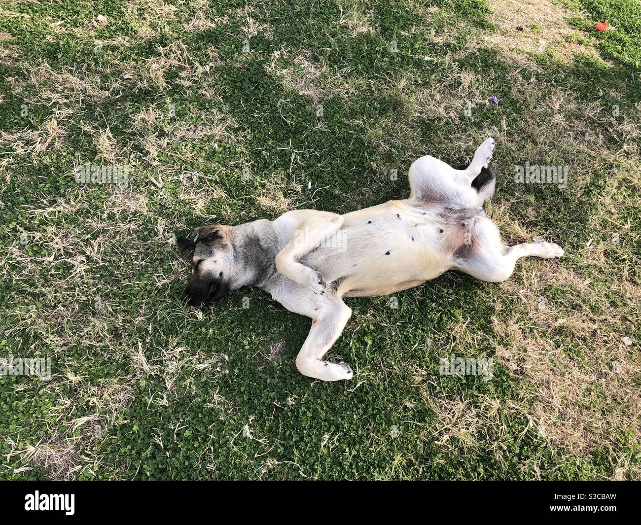 Stray dog sleeping comfortably on grass - Smartphone Captured Stock Image