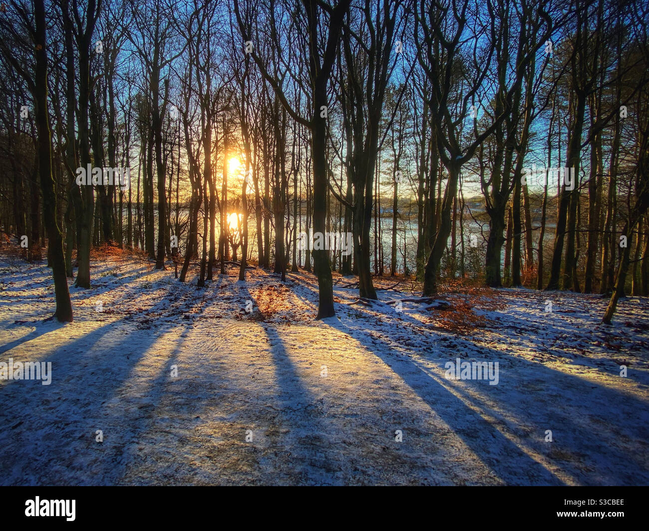 Late afternoon winter sun shining through trees at Rivington, Lancashire with a covering of snow on the ground Stock Photo