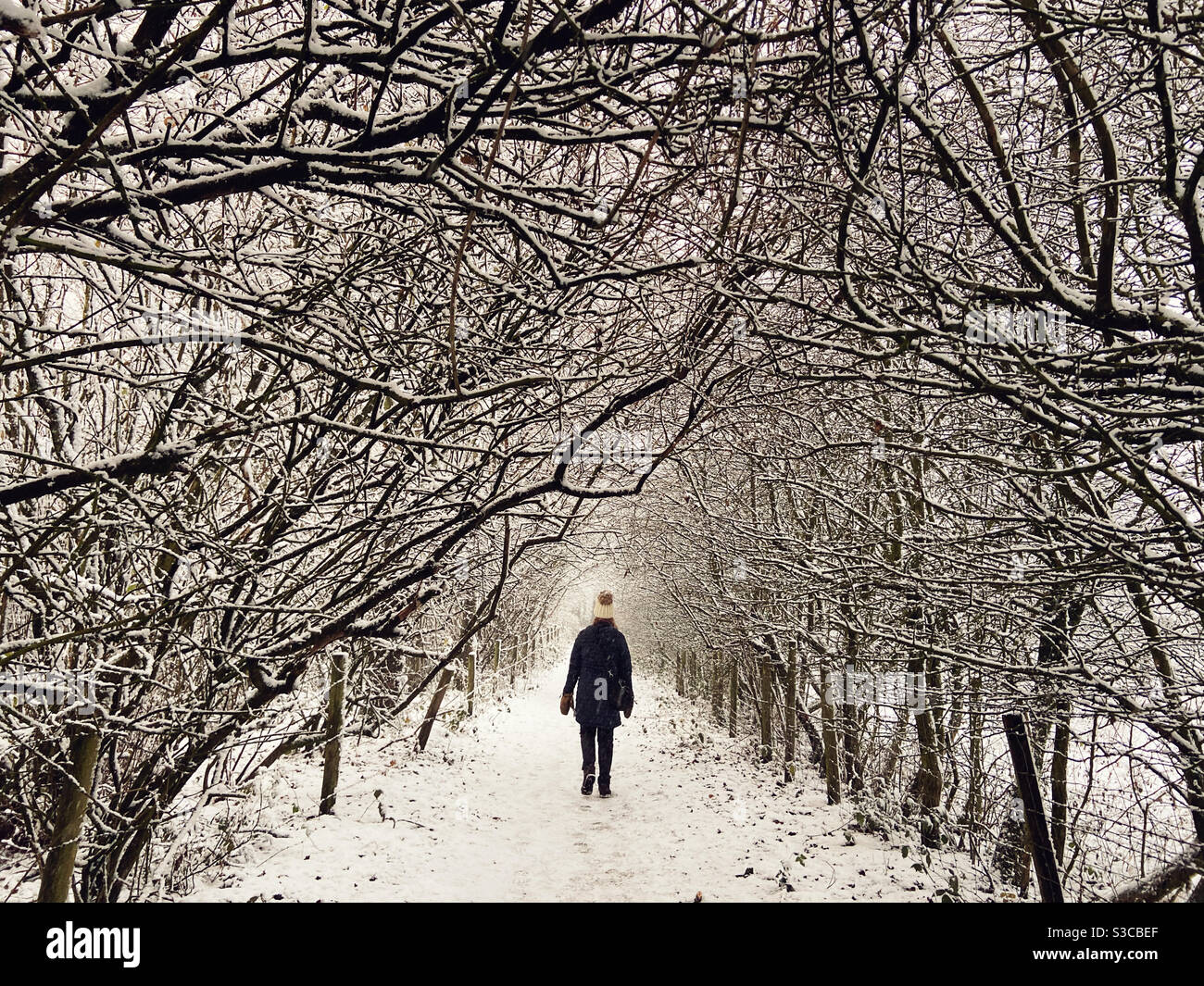 Woman wearing bobble hat walking through avenue of snow covered trees at Adlington in Lancashire Stock Photo