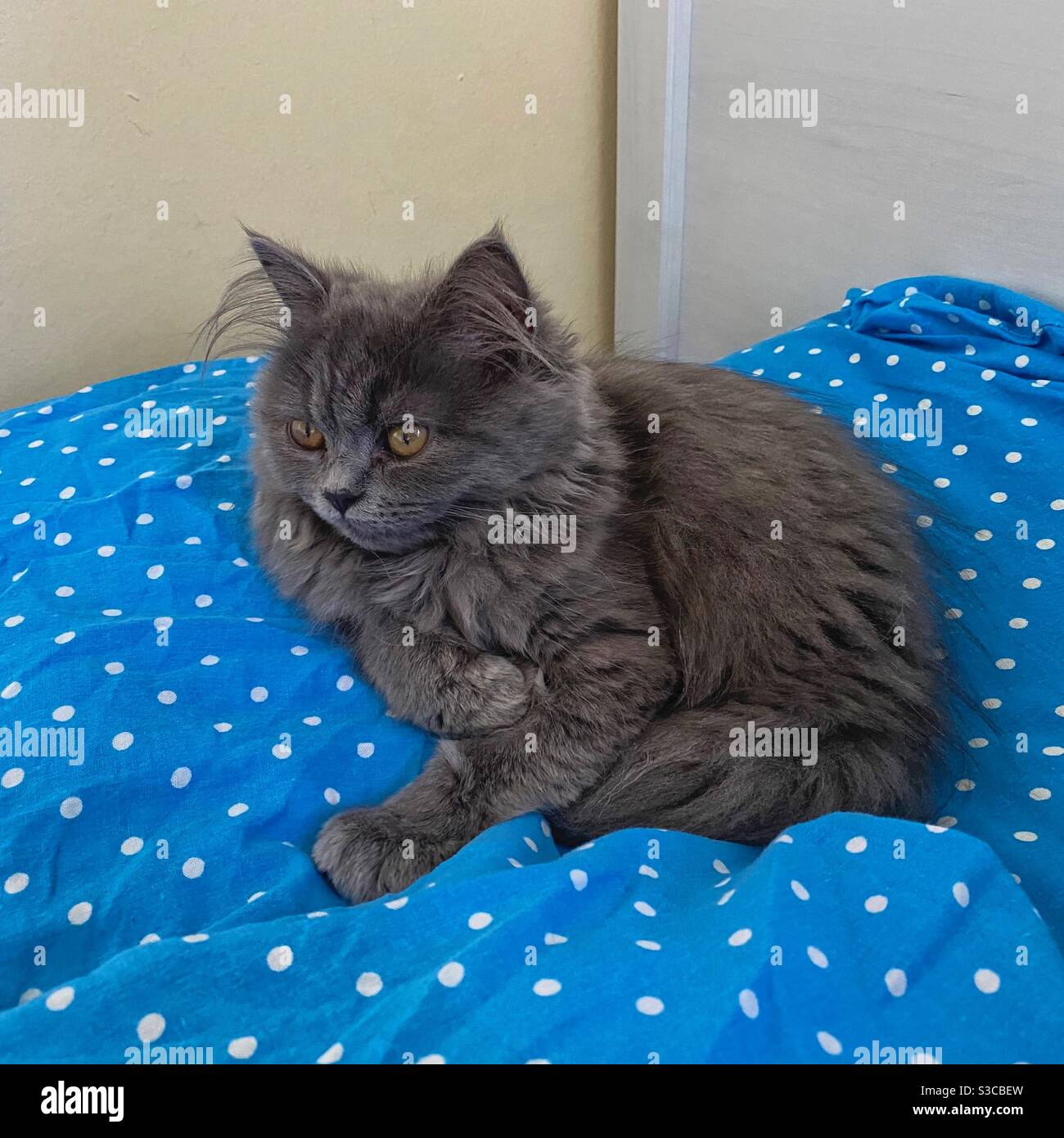 3 months old Blue Persian kitten restring on a blue pillow. Stock Photo