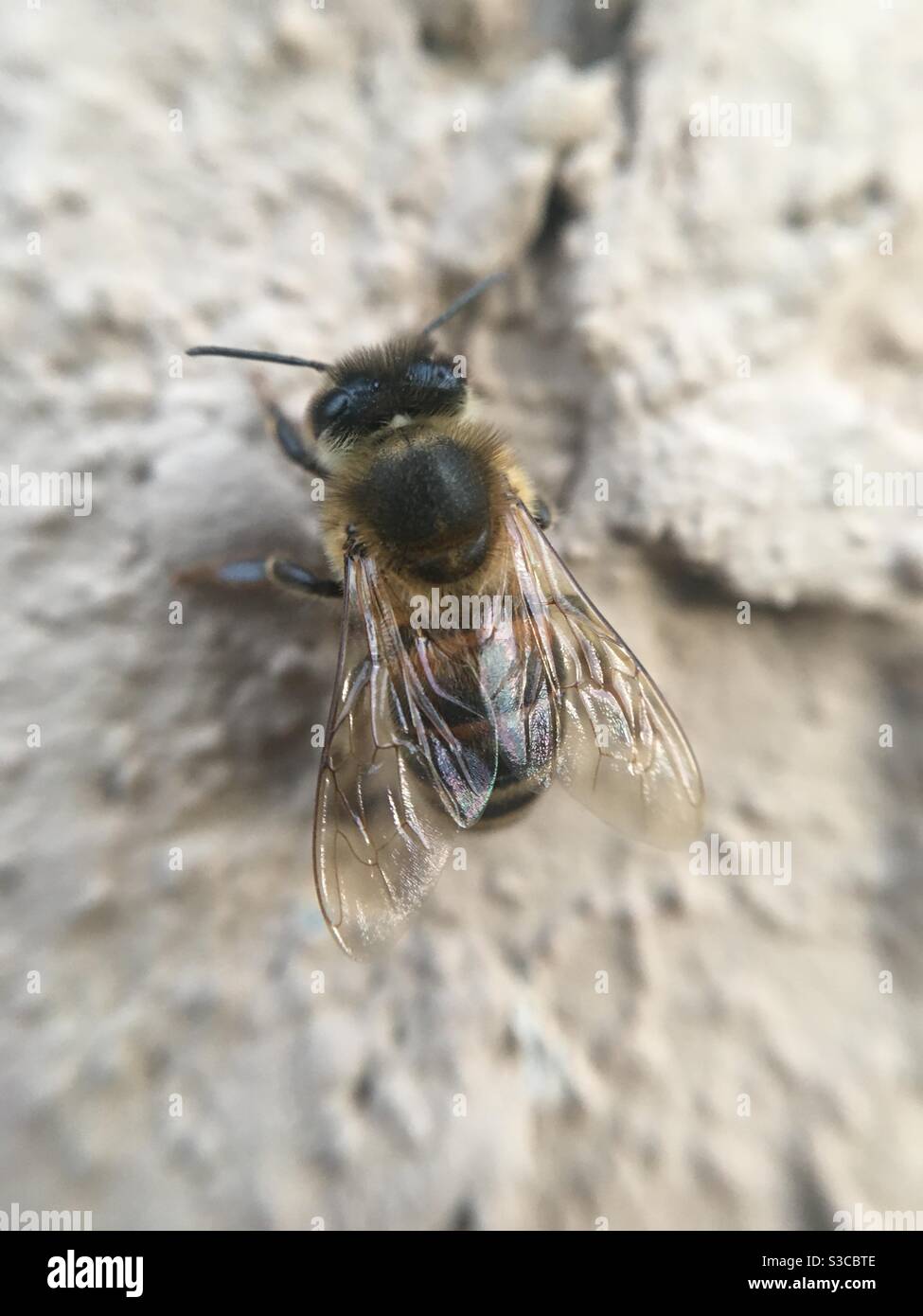 Macro of a Honeybee on a stucco wall Stock Photo