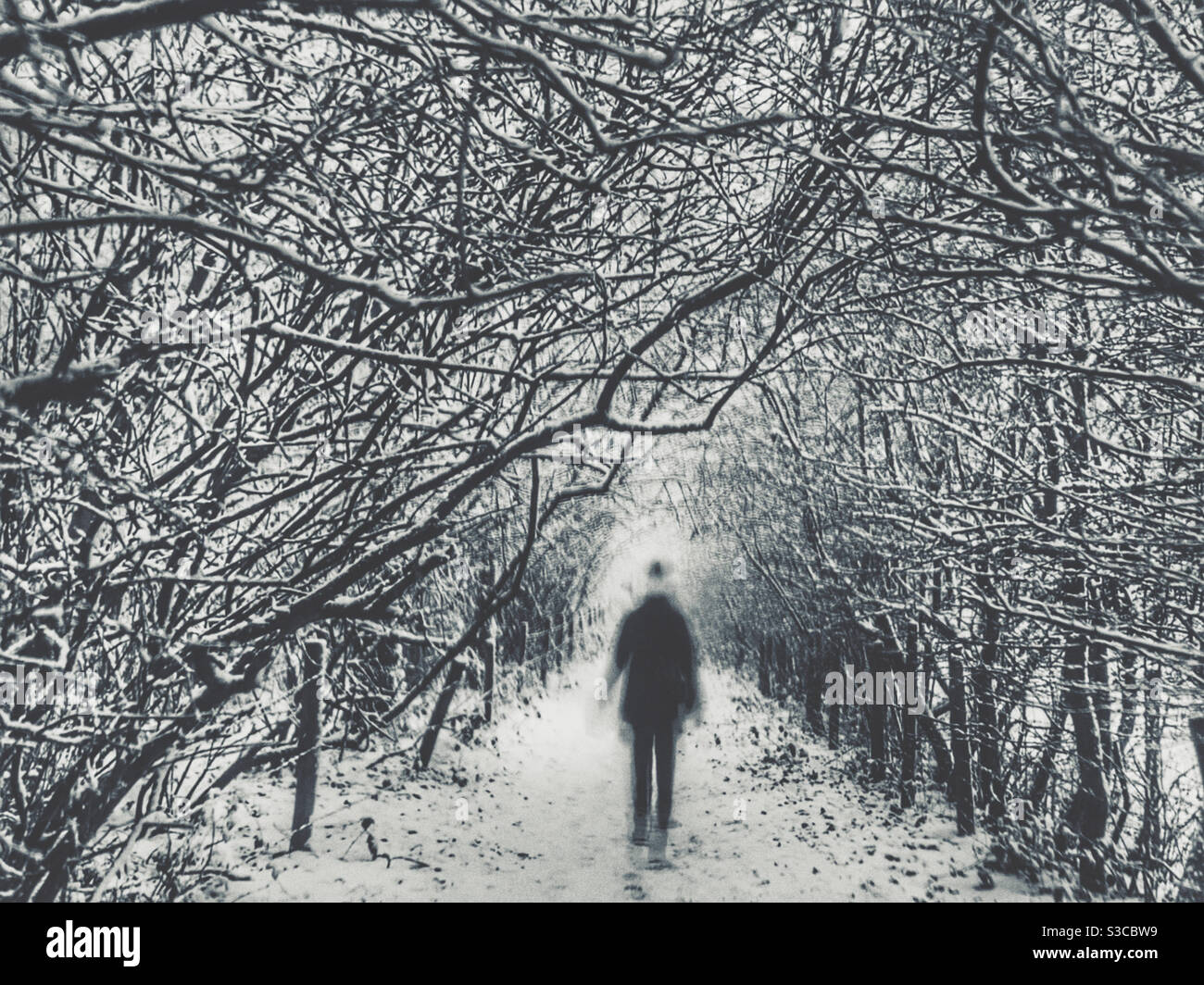 Woman walking through snow covered avenue of trees with a dream like feel. Stock Photo