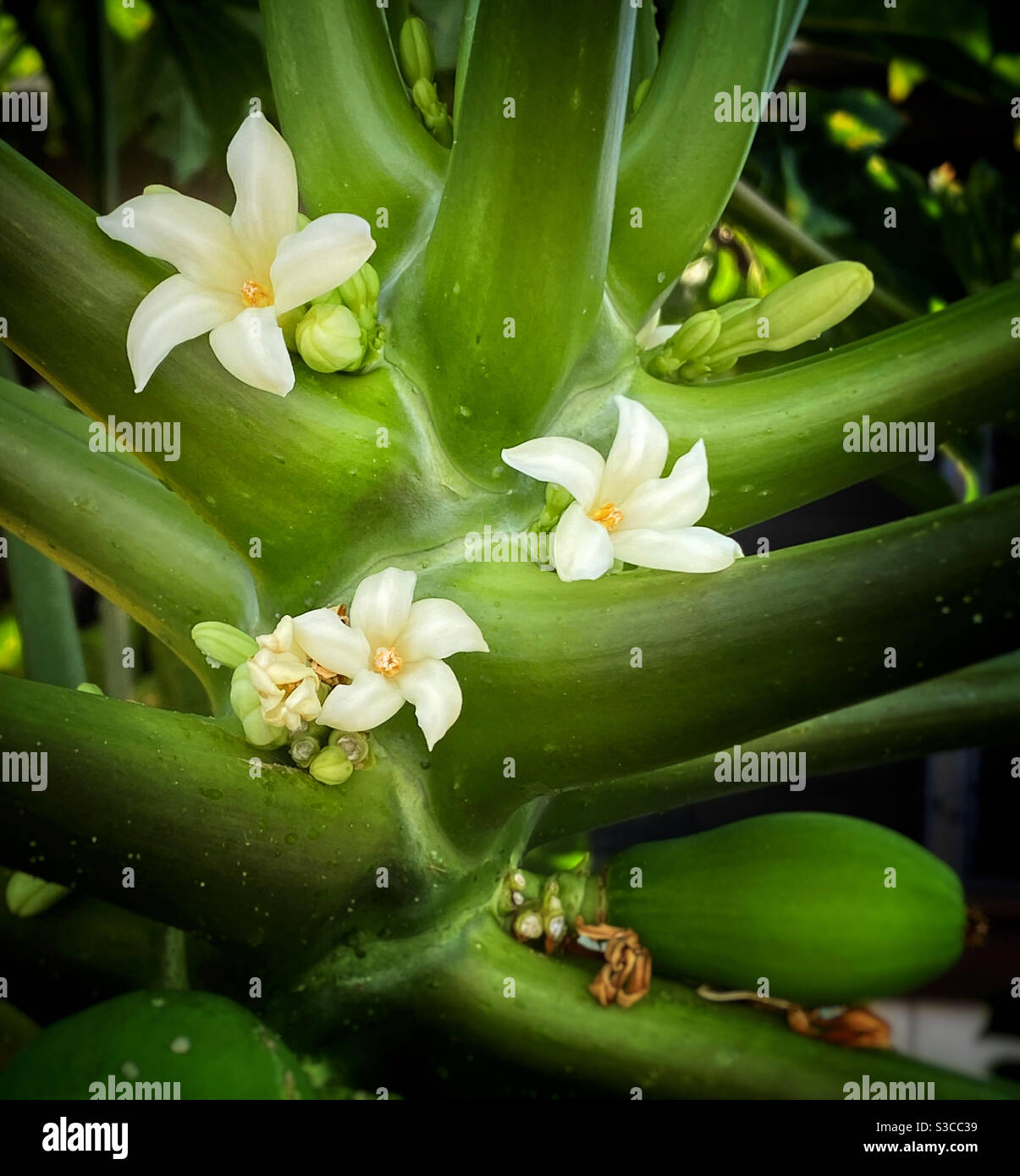 Closeup of three papaya blossoms Stock Photo