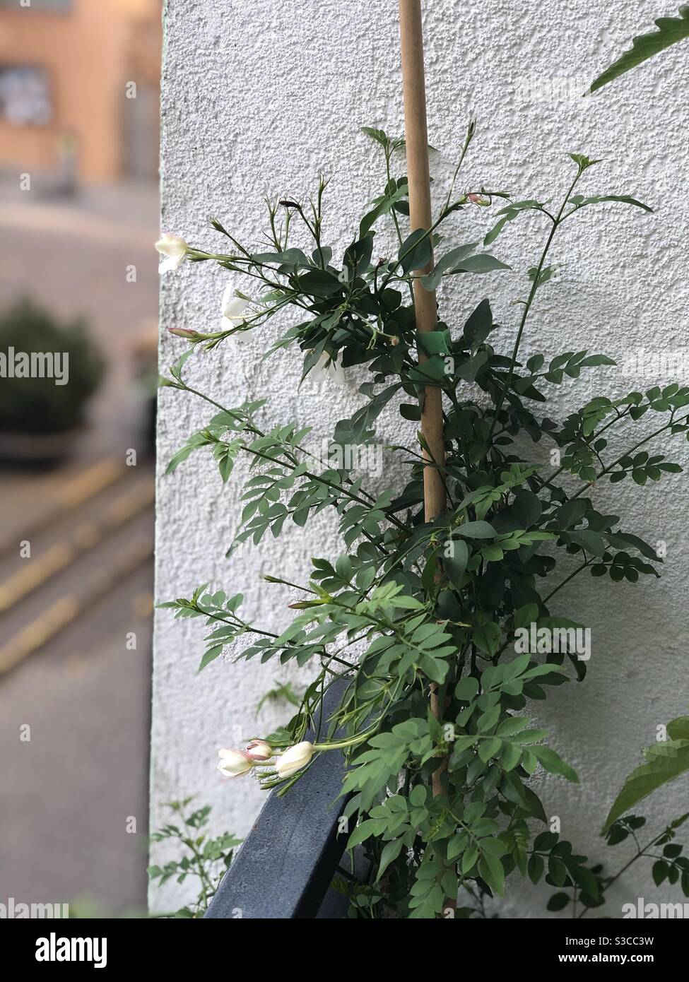 Jasmine plant hires stock photography and images Alamy