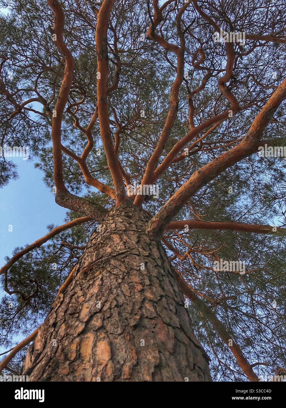 Low angle view of a tree reaching towards the sky. - Smartphone Captured Stock Image