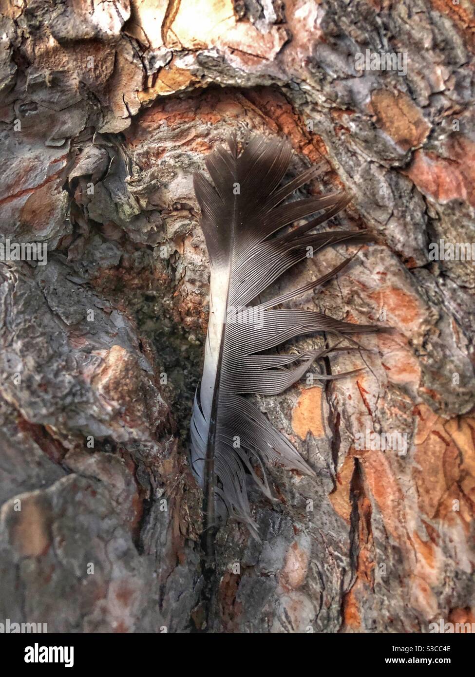 A feather caught in a tree trunk. - Smartphone Captured Stock Image