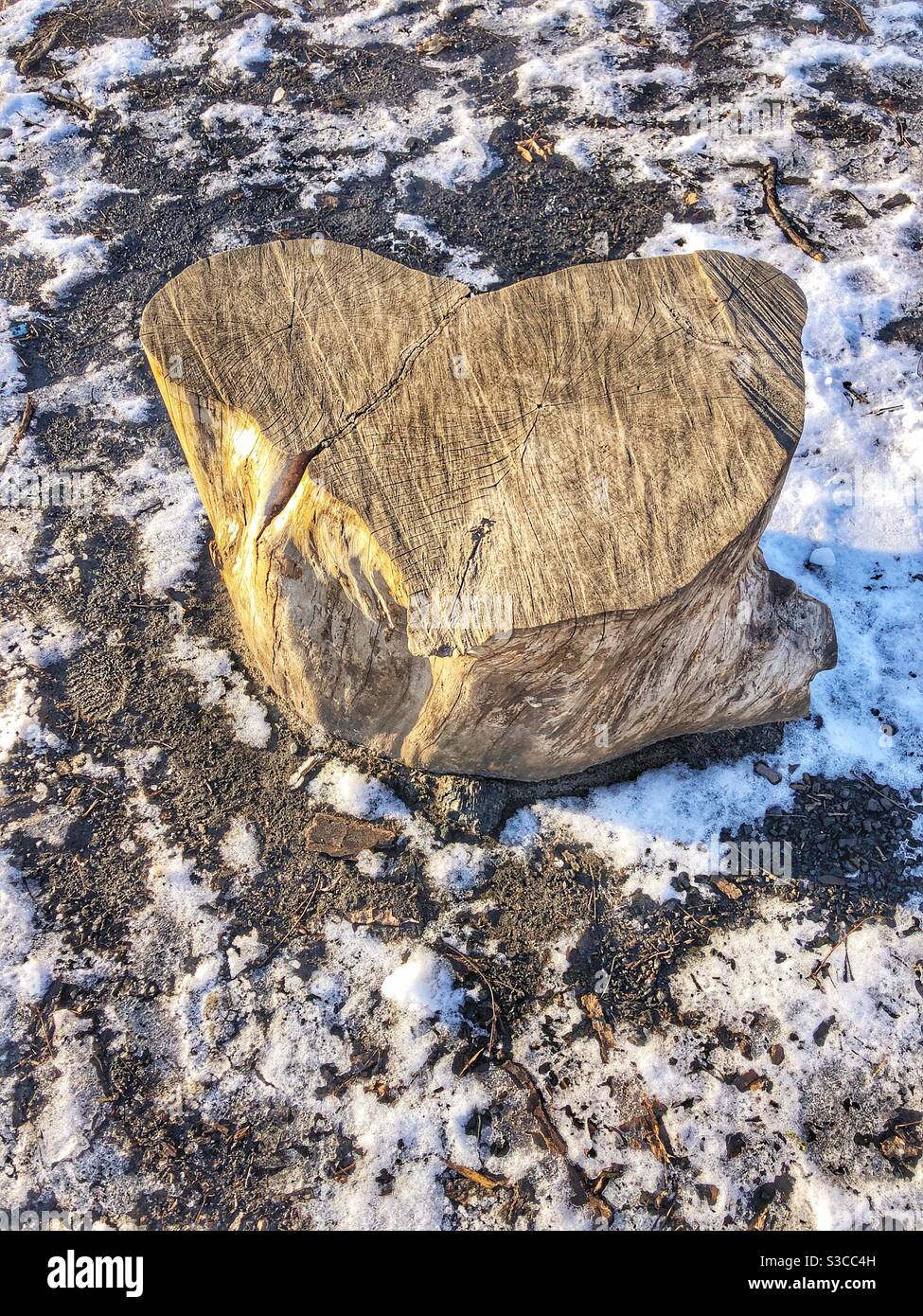 A heart shaped tree stump. - Smartphone Captured Stock Image