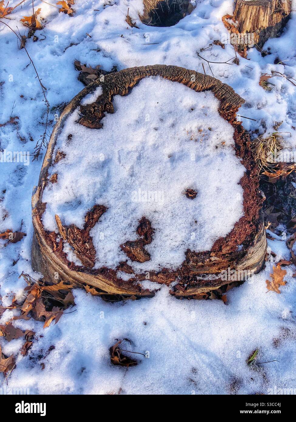 A smile from nature. - Smartphone Captured Stock Image