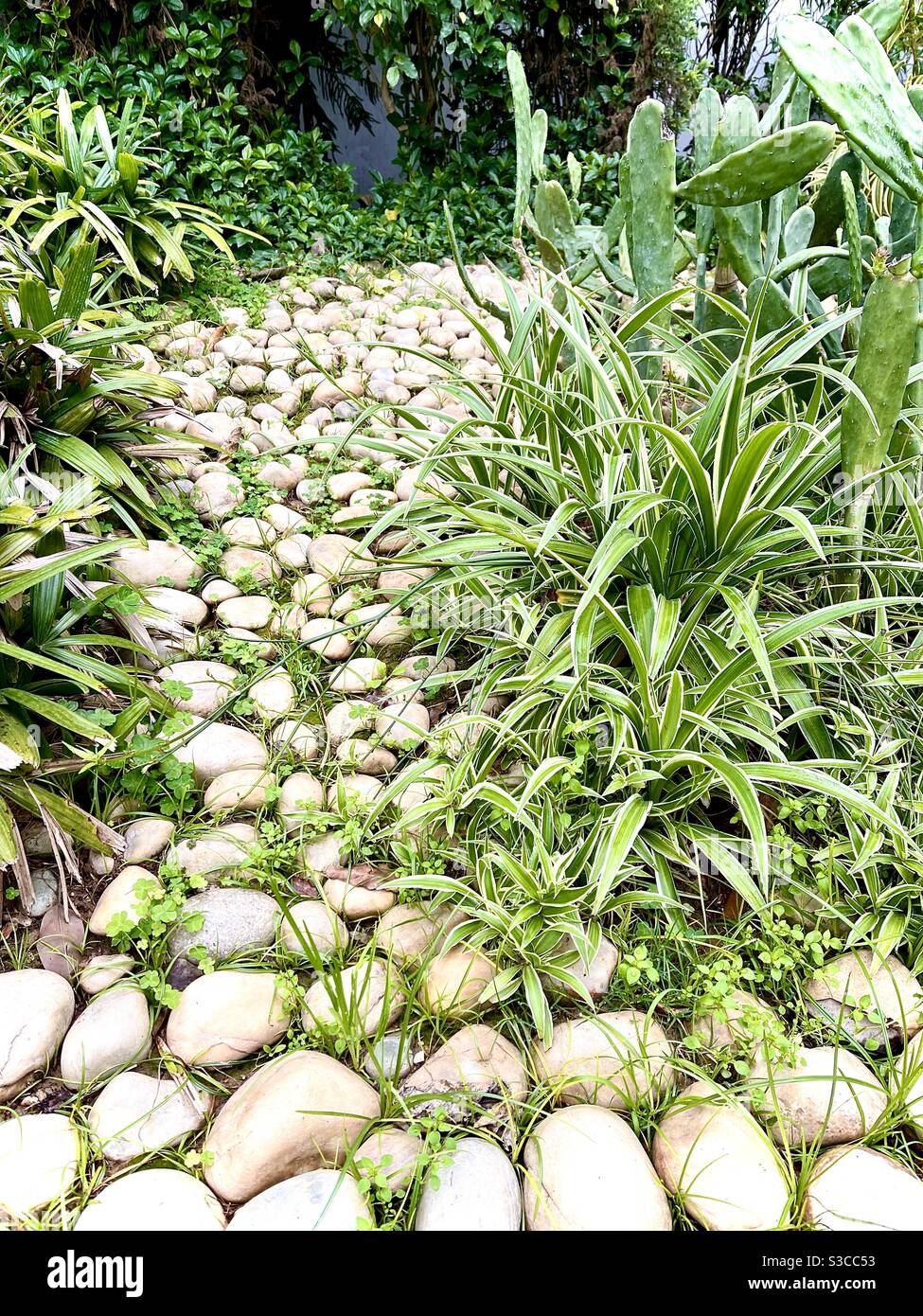 Pebble plants hires stock photography and images Alamy