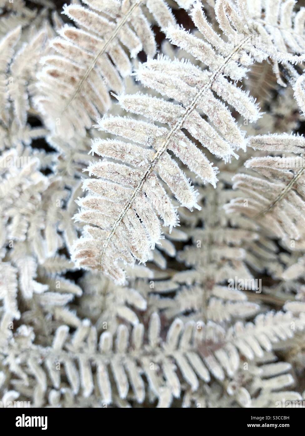 The frozen fronds of ice covered fern leaves in a winter nature background with copy space - Smartphone Captured Stock Image