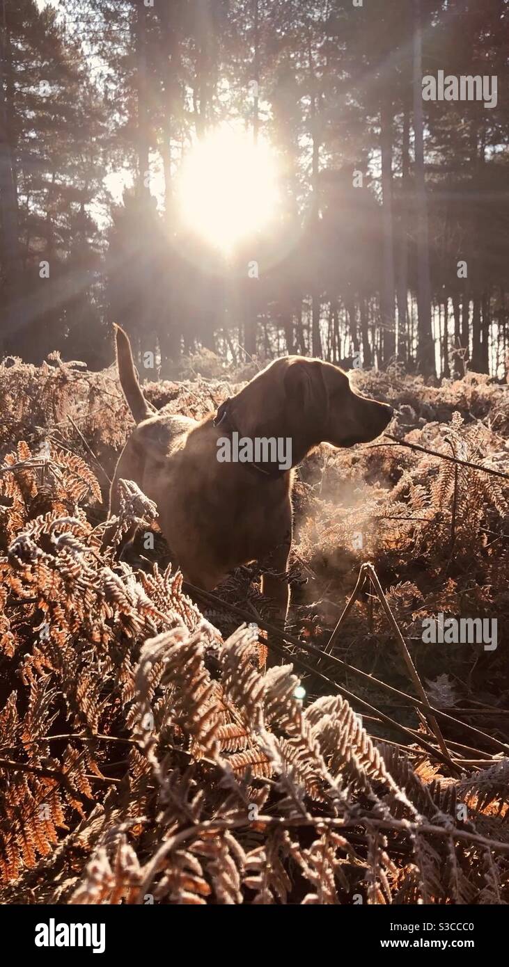 A working Labrador retriever dog In a woodland environment during a countryside shoot - Smartphone Captured Stock Image