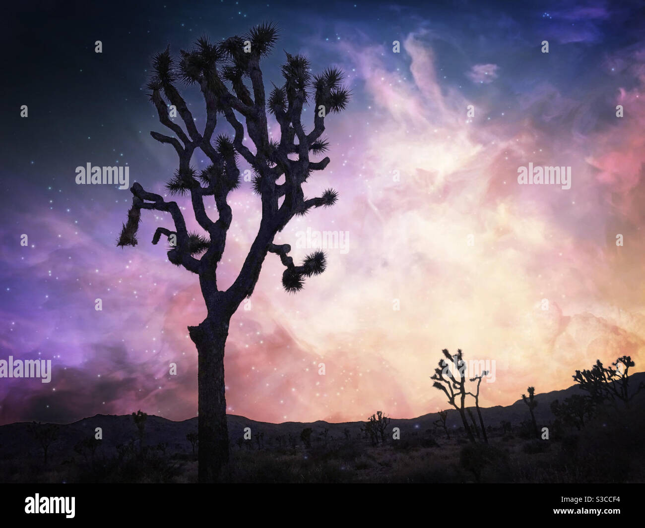 Dramatic galaxy sky and joshua tree silhouette Stock Photo