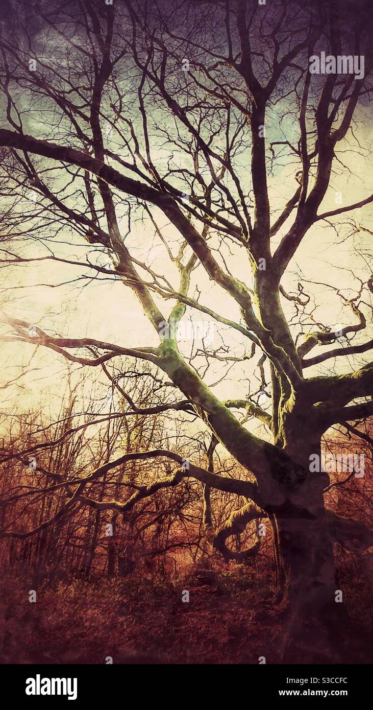 A creepy photograph of a large beech tree on autumn - Smartphone Captured Stock Image