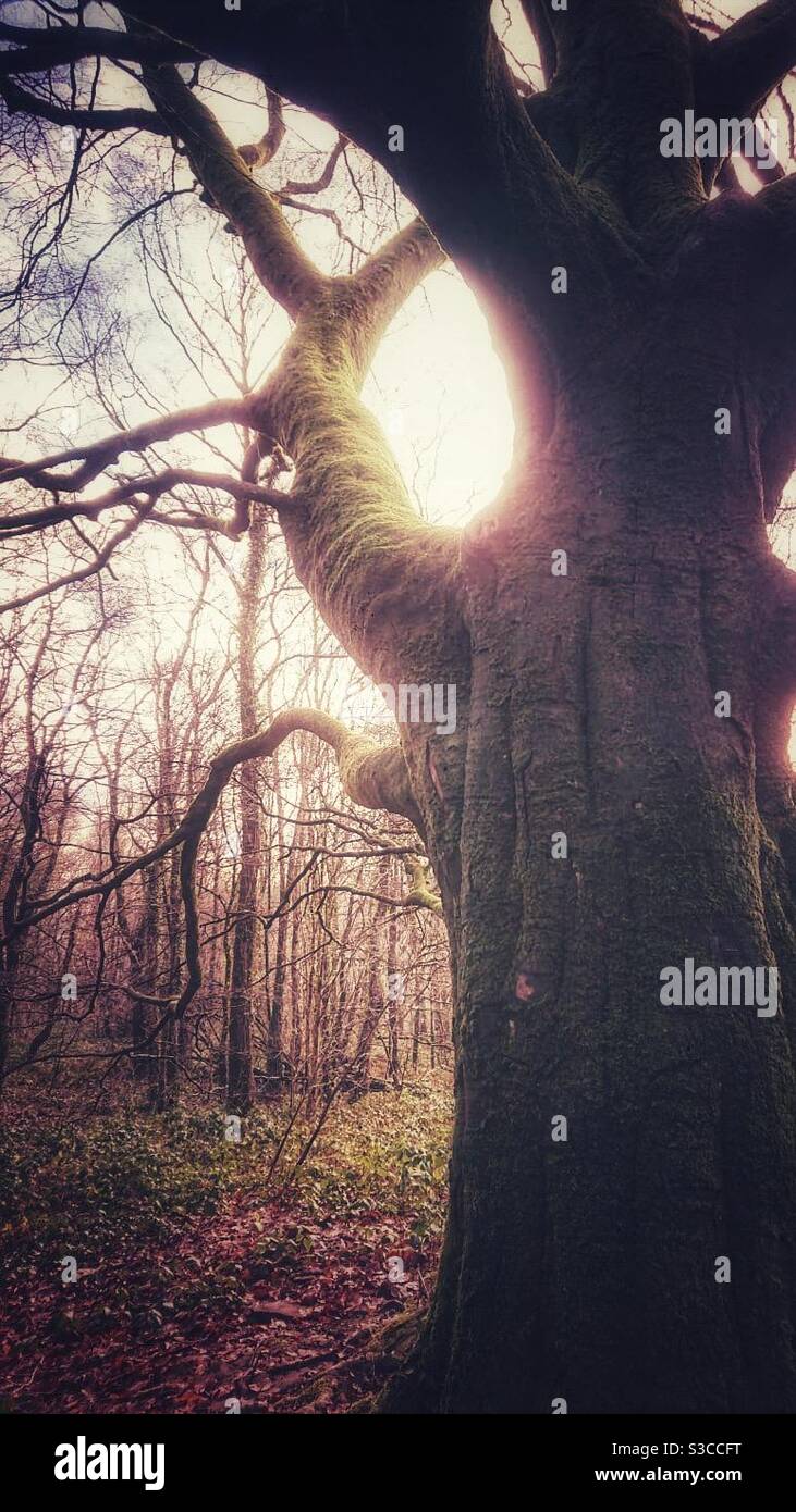 A close up photograph of a large beech tree with sunlight flare through branches - Smartphone Captured Stock Image