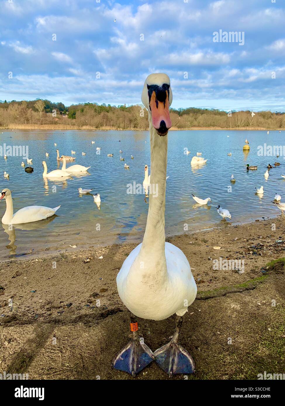 A mute swan at Whitlingham country park, in the January 2021, Norfolk