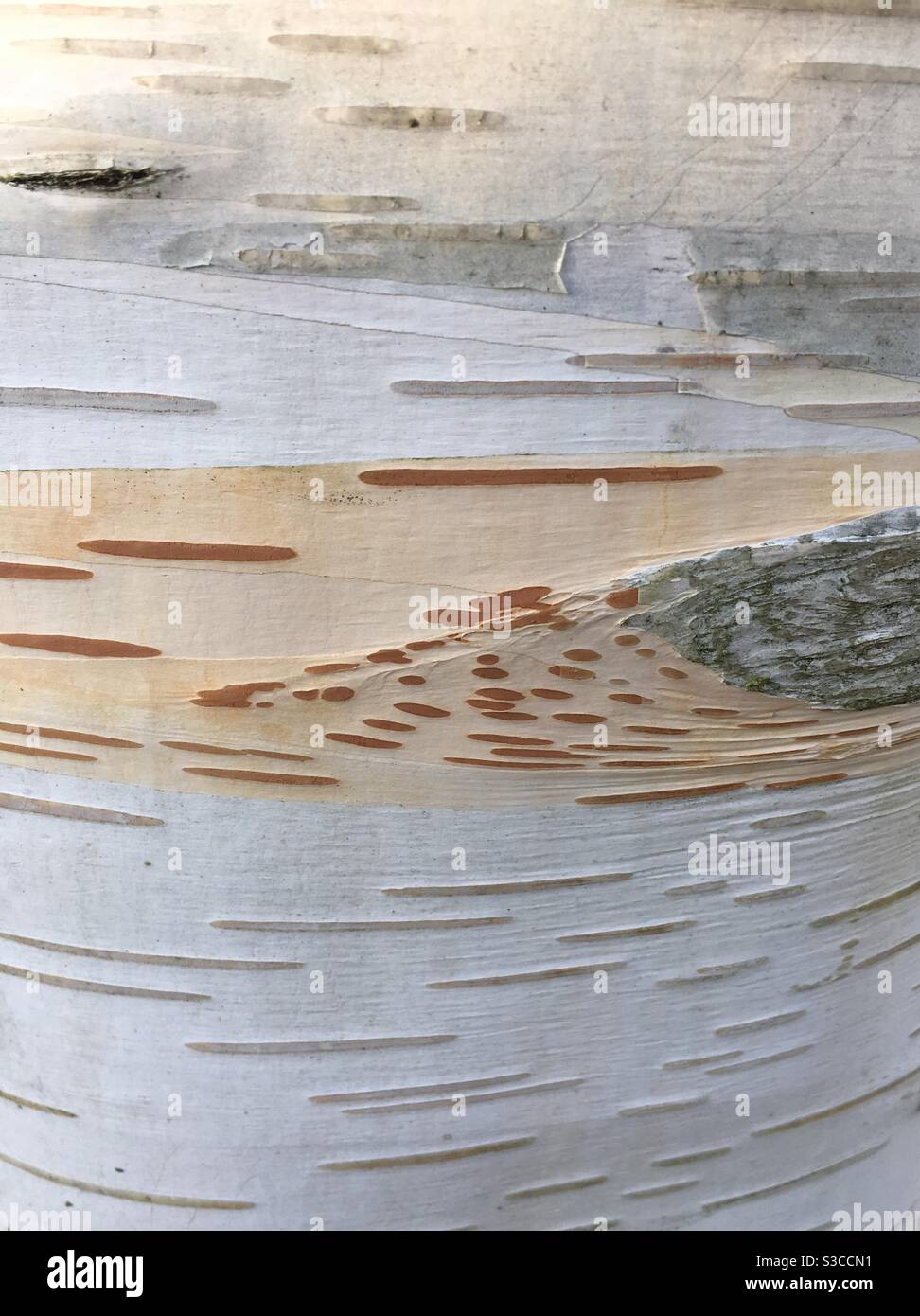 Close up of bark on a silver birch tree trunk - Smartphone Captured Stock Image