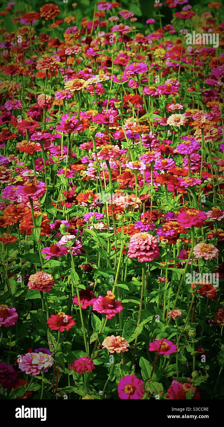 Field of wildflowers in bloom Stock Photo
