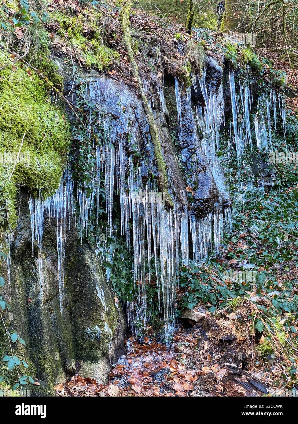 Icicles in rural France - Smartphone Captured Stock Image