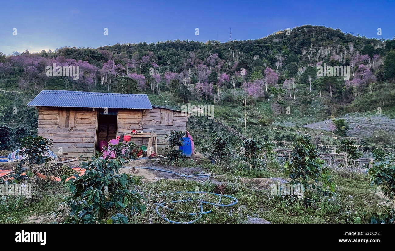 Afternoon On the Highlands, Lam Vien Da Lat - Smartphone Captured Stock Image