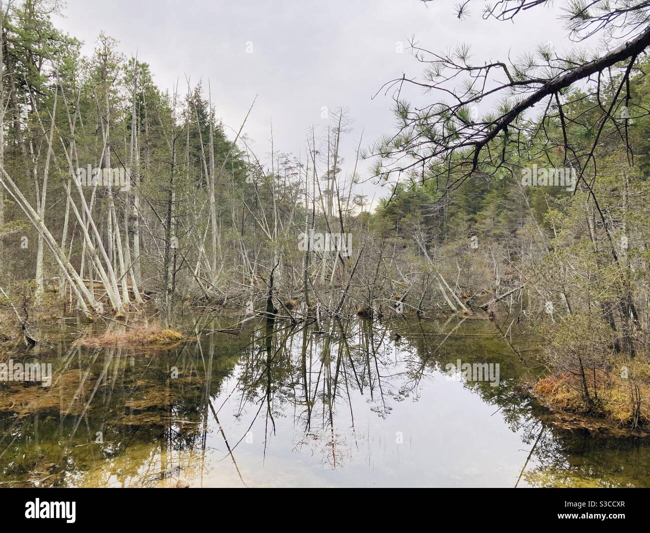 Small swamp on a nature trail at Harry Wright Lake Park in Manchester, NJ. Stock Photo