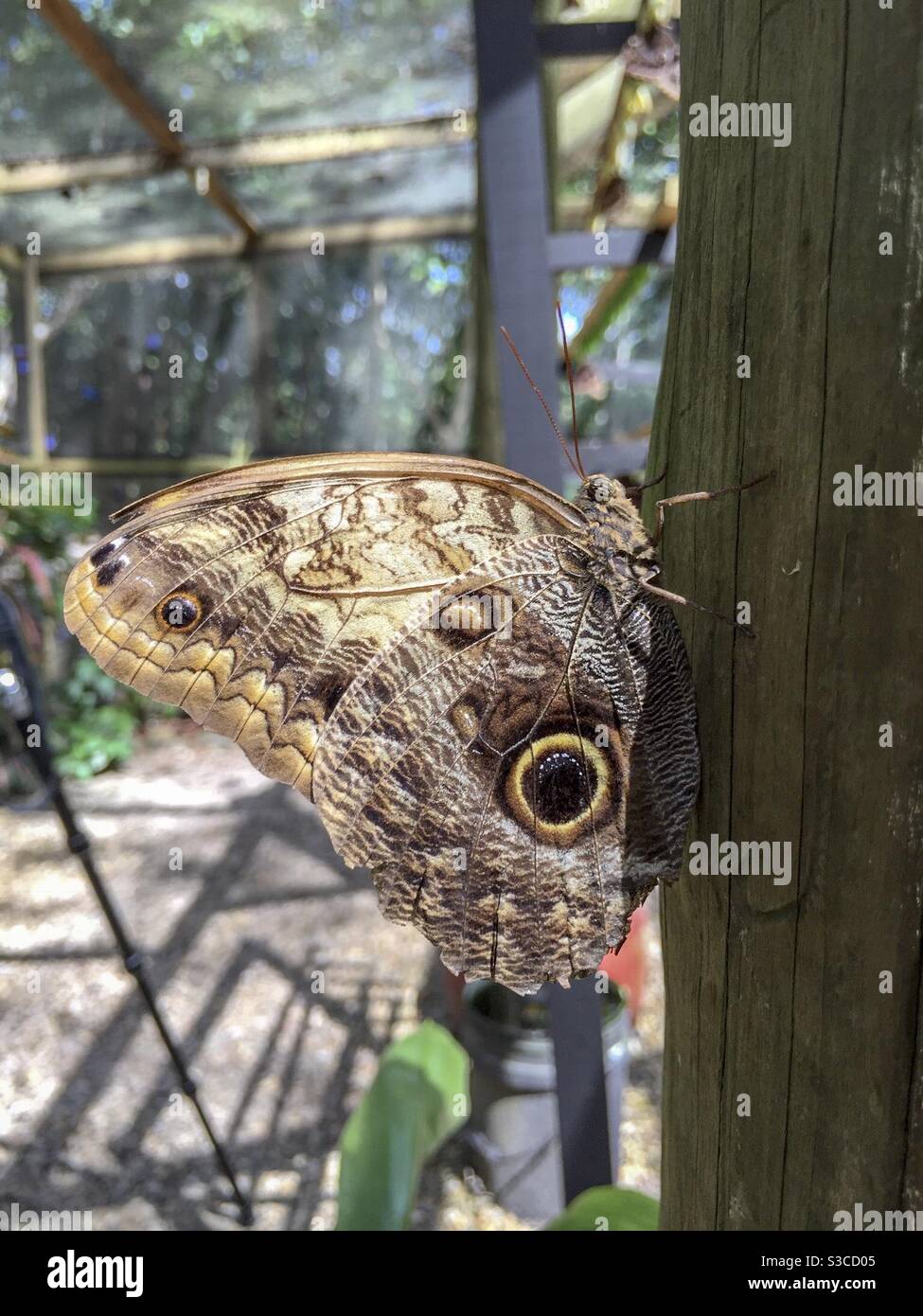 An owl butterfly, Caligo sp, rests inside a butterfly house in Belize. - Smartphone Captured Stock Image