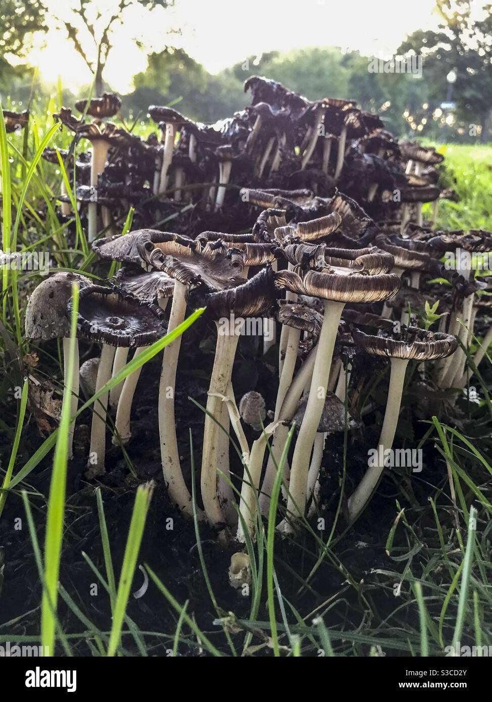 A cluster of brown mushrooms in the grass. - Smartphone Captured Stock Image