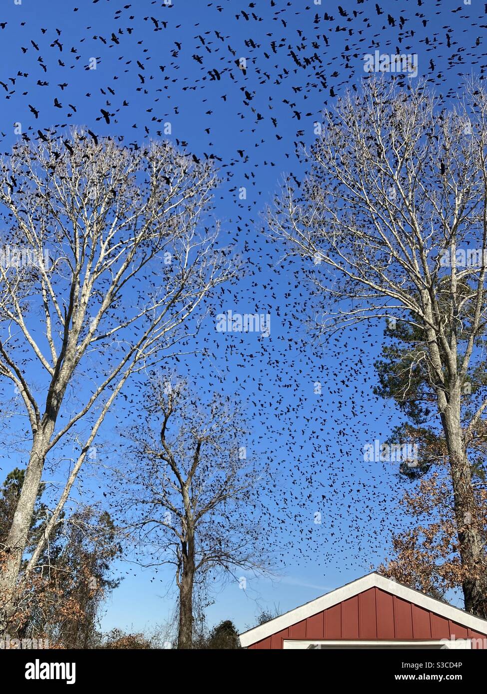 Sky full of birds hi-res stock photography and images - Alamy