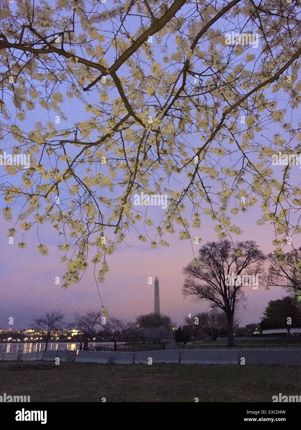 Cherry blossoms frame the Washington monument in the pink pre-dawn light at the Tidal Basin. - Smartphone Captured Stock Image